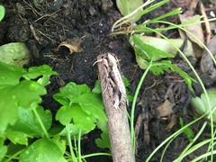 Spodoptera dolichos