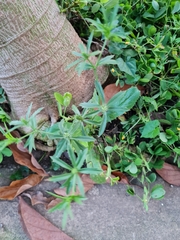 Eryngium foetidum image