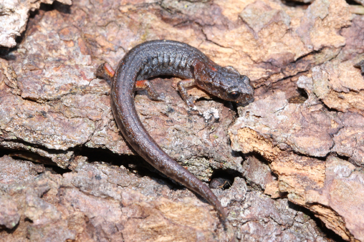 Dwarf Flat-Footed Salamander