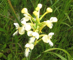 Platanthera × bicolor