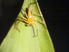 Oxyopes