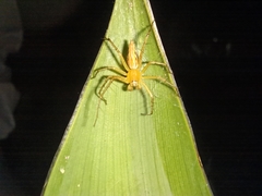 Oxyopes