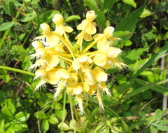 Platanthera × bicolor