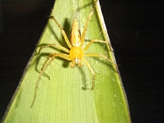 Oxyopes