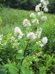Spiraea alba latifolia