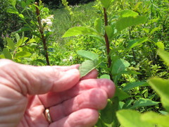 Spiraea alba latifolia
