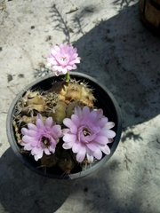 Gymnocalycium