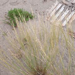 Puccinellia maritima