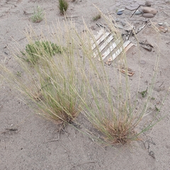 Puccinellia maritima