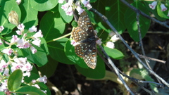 Euphydryas anicia
