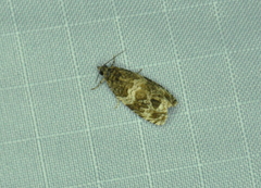 Olethreutes valdanum
