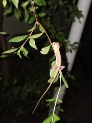 Calotes versicolor