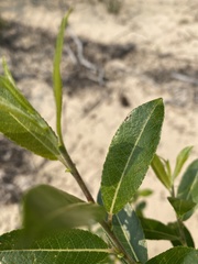 Salix myricoides