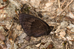 Erebia triarius