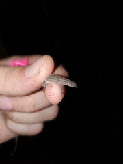 Sphaerodactylus townsendi