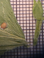 Triodanis lamprosperma