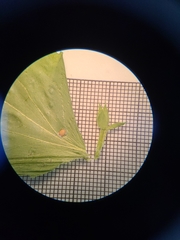 Triodanis lamprosperma