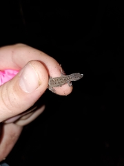 Sphaerodactylus townsendi
