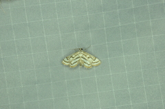 Parapoynx badiusalis