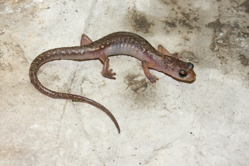 Cave Splayfoot Salamander