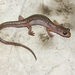 Cave Splayfoot Salamander - Photo (c) 2010 Sean Michael Rovito, some rights reserved (CC BY-NC-SA)