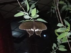 Papilio polytes