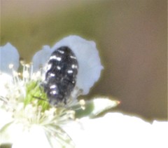 Acmaeodera tubulus