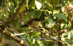 Centropus senegalensis