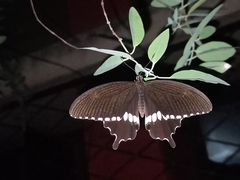 Papilio polytes