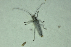 Saperda calcarata