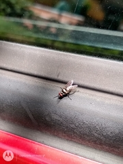 Anthomyia pluvialis