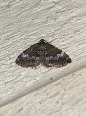 Perizoma alchemillata