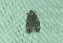 Apotomis removana