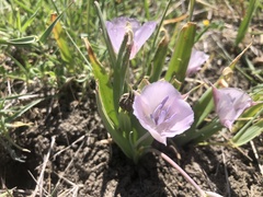 Calochortus uniflorus