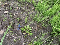 Plebejus anna