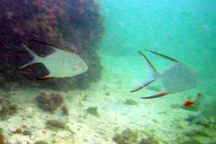 Trachinotus goodei