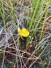 Utricularia cornuta
