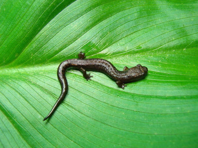 Longnose Bromeliad Salamander