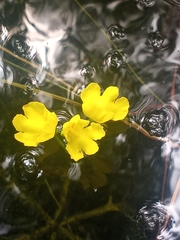 Utricularia inflata