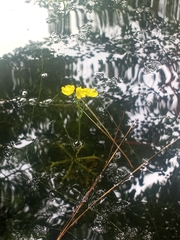Utricularia inflata