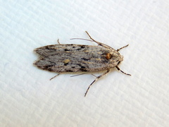 Stenoptena icmaea
