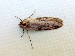 Stenoptena icmaea