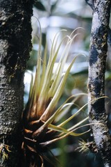 Tillandsia turneri