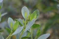 Baccharis macrantha