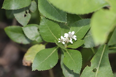 Verbesina centroboyacana