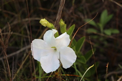 Escobedia grandiflora