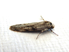 Stenoptena icmaea