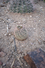 Echinomastus intertextus dasyacanthus