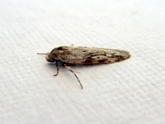 Stenoptena icmaea