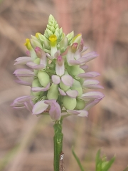 Polygala mariana